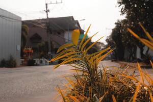 A Serene Street View Featuring Lush Greenery Bathed in Soft, Warm Light that Captivates photo