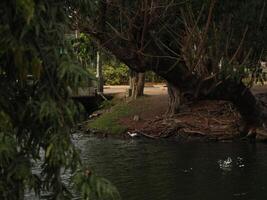 A Serene and Beautiful Waterside Scene featuring an Uniquely Beautiful and Emblematic Tree photo
