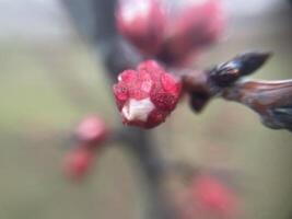 Tender spring buds blooming on tree branches 3 photo