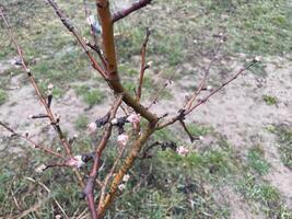 Tender spring buds blooming on tree branches 4 photo