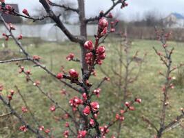 Tender spring buds blooming on tree branches 9 photo