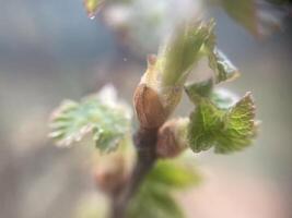 Tender spring buds blooming on tree branches 6 photo