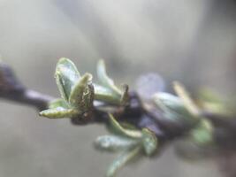 Tender spring buds blooming on tree branches 2 photo