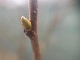 Tender spring buds blooming on tree branches 11 photo