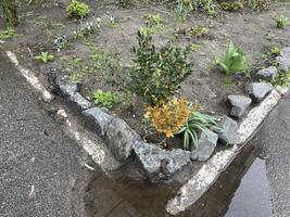 Beautiful spring plants in garden flowerbed 4 photo