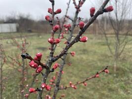 Tender spring buds blooming on tree branches 1 photo