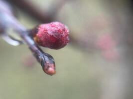 Tender spring buds blooming on tree branches 8 photo