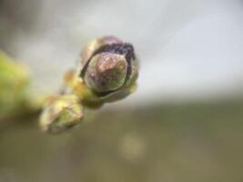Tender spring buds blooming on tree branches 7 photo