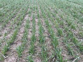 Vast spring field with sprouting green plants 1 photo