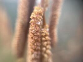 Tender spring buds blooming on tree branches 10 photo