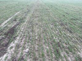 Vast spring field with sprouting green plants 4 photo