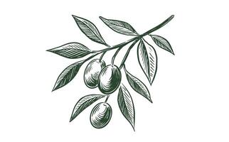 Olive branch sketch with olives vector
