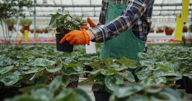 A man in an apron is holding a plant in a greenhouse photo