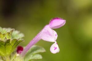 Lamium amplexicaule on green background photo