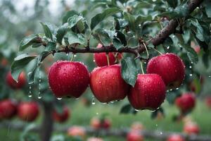 Red Apples on Branch with Raindrops in Orchard Wet Season photo