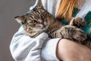 Lazy tabby grey cat sleeping on the bed. Cat relaxing. High quality photo