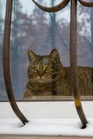 A cat sitting in a window with a metal frame photo