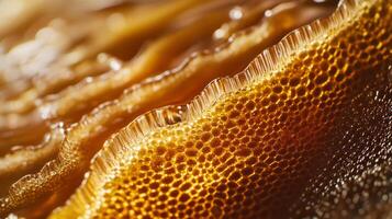Glowing honeycomb close-up with golden honey texture under soft light photo