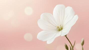 Elegant white flower on soft pink background capturing tranquil beauty photo
