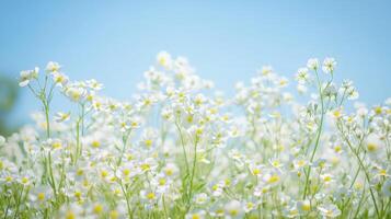 Field of white daisies under clear blue sky in blooming springtime photo