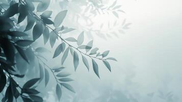Tranquil leaves in soft focus with gentle light and shadow play photo
