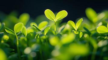 Vibrant green seedling in sunlight surrounded by fresh greenery photo