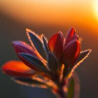 A red flower is shown in the background of a sunset photo