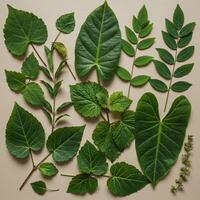 Various types of leaves arranged on a beige background photo