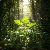A green plant growing in the middle of a forest photo