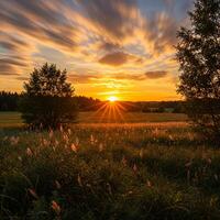 A sunset over a field with tall grass outdoor photo