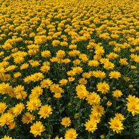 A field of yellow flowers in the middle of a field photo