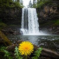 A yellow flower in front of a waterfall photo