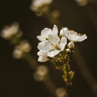 A close up of a white flower photo