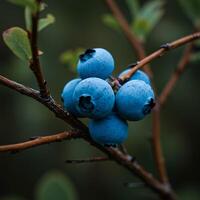 A bunch of blueberries on a branch photo