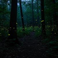 A path in the woods with many fireflies photo