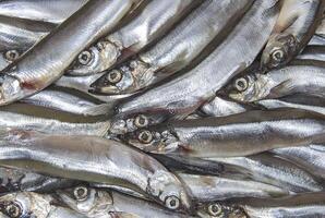 Heap of small seafish capelin photo
