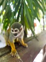 Close-Up of Squirrel Monkey Standing on Wooden Beam Under Palm Leaves in Jungle photo