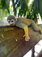 Squirrel Monkey Resting with Arm Hanging Over Wooden Rail in Tropical Enclosure photo