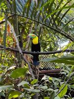 Toucan Perched on Branch in Dense Tropical Aviary with Lush Green Foliage photo
