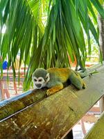 Squirrel Monkey Lying on Wooden Rail Under Palm Leaves in Tropical Environment photo
