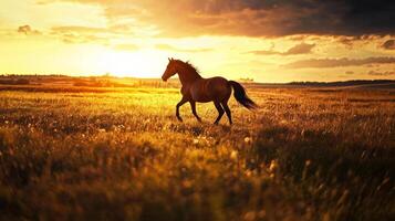 horse Silhouette on the grassland in a bright sunny day, green grass photo
