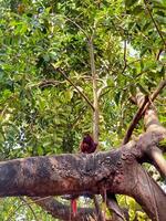 Red Howler Monkey Sitting on Large Tree Branch in Lush Tropical Forest Canopy photo