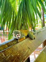 Squirrel Monkey Relaxing on Wooden Railing Under Palm Leaves in Tropical Setting photo