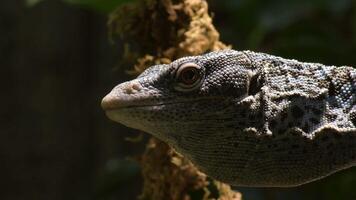 Head of blue tree monitor or varanus macraei lizard in a tree video