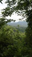A slightly low-angle medium shot framed by leafy tree branches captures a breathtaking vista overlooking a dense, vibrant green forest canopy extending into a hazy valley with rolling hills in the video