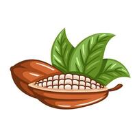 Cocoa beans pod isolated on white background vector