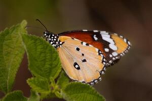 Closeup of a plain tiger butterfly resting on a green leaf in summer season in daytime in the forest photo