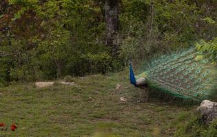 A Indian peafowl male displaying its vibrant feathers in the forest during the cloudy day in the summer season. photo