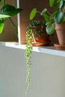 Small Senecio rowleyanus plant in clay pot on shelf at home. String of pearls. photo