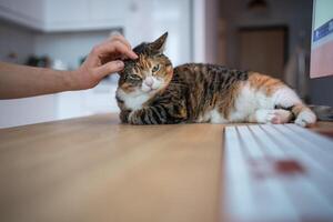 Home office with pet. Cat lying on table with computer distracting owner from work by looking cute photo
